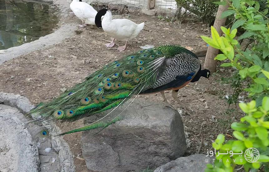 پارک پرندگان اصفهان 